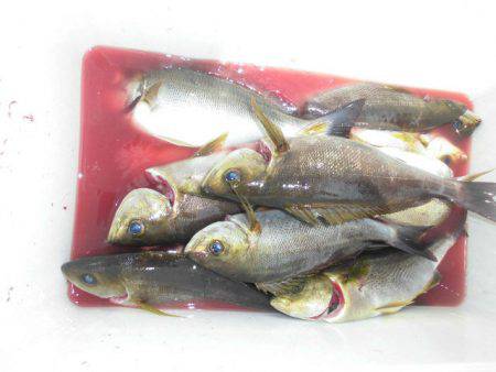 大進丸（愛知） 釣果