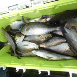 大進丸（愛知） 釣果