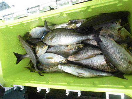 大進丸（愛知） 釣果