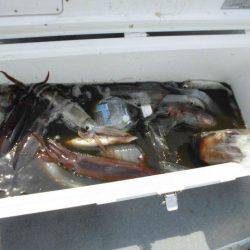 大進丸(愛知) 釣果