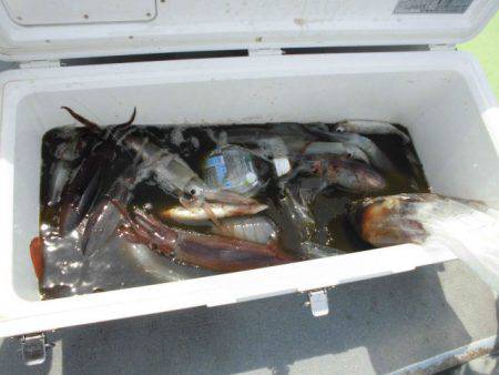 大進丸(愛知) 釣果