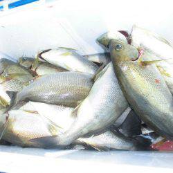 大進丸(愛知) 釣果