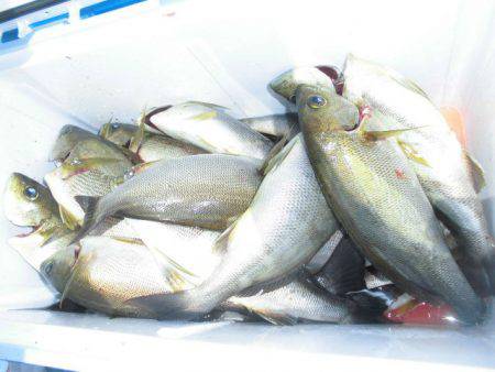 大進丸(愛知) 釣果