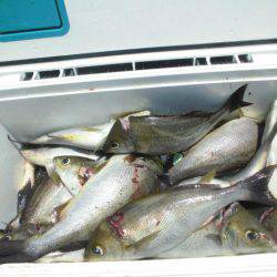 大進丸(愛知) 釣果