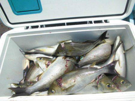 大進丸(愛知) 釣果