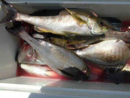 大進丸（愛知） 釣果