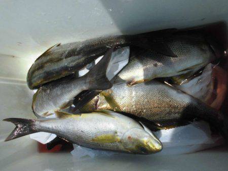 大進丸（愛知） 釣果