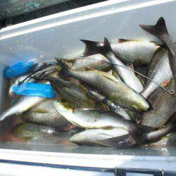 大進丸(愛知) 釣果