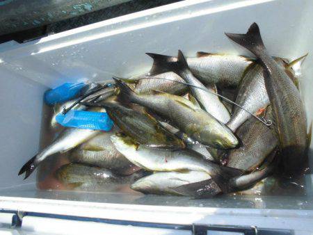 大進丸(愛知) 釣果