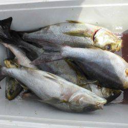 大進丸（愛知） 釣果