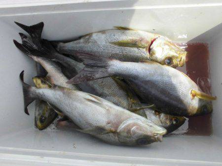 大進丸（愛知） 釣果