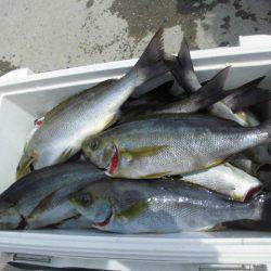 大進丸（愛知） 釣果