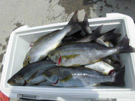 大進丸（愛知） 釣果