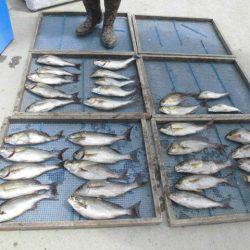 大進丸(愛知) 釣果