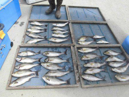 大進丸(愛知) 釣果