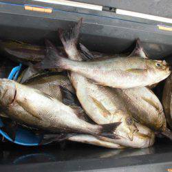 大進丸(愛知) 釣果