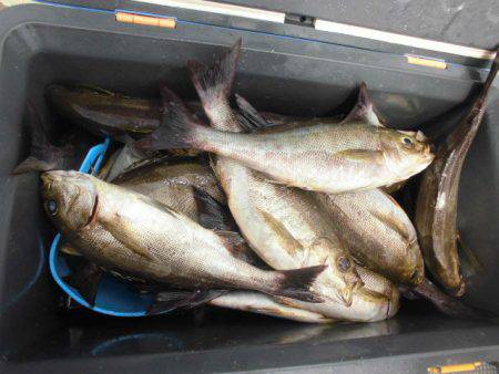 大進丸(愛知) 釣果