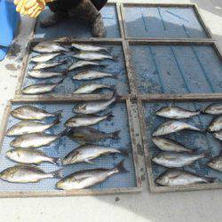 大進丸(愛知) 釣果