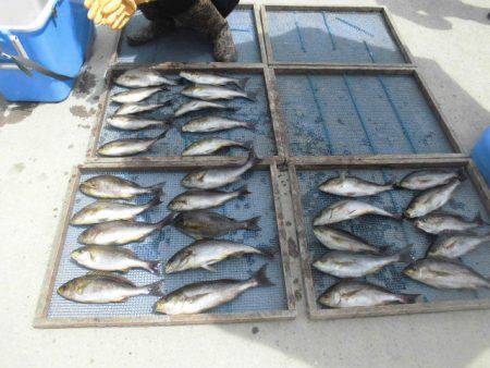 大進丸(愛知) 釣果