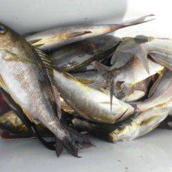 大進丸(愛知) 釣果