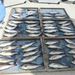 大進丸(愛知) 釣果