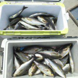 大進丸(愛知) 釣果