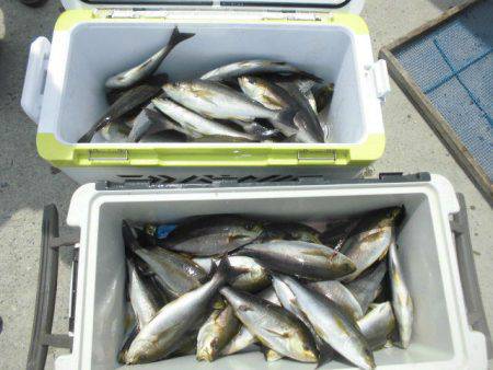 大進丸(愛知) 釣果