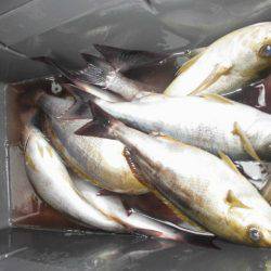 大進丸（愛知） 釣果