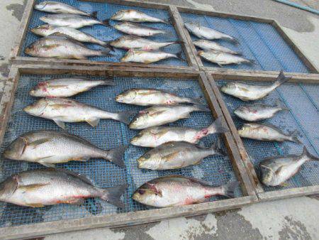 大進丸（愛知） 釣果