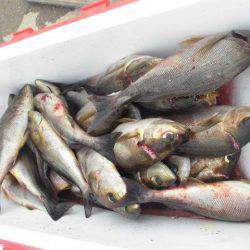 大進丸（愛知） 釣果