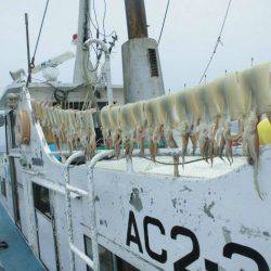 大進丸(愛知) 釣果