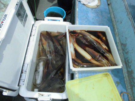 大進丸(愛知) 釣果