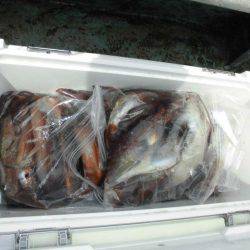 大進丸(愛知) 釣果