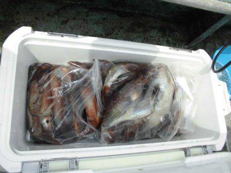 大進丸(愛知) 釣果