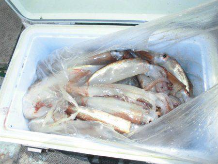 大進丸(愛知) 釣果