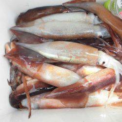 大進丸(愛知) 釣果