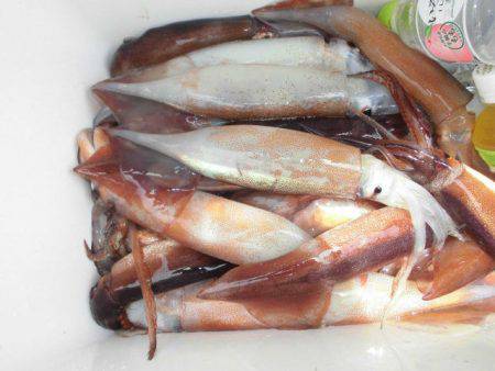 大進丸(愛知) 釣果