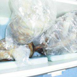 大進丸(愛知) 釣果