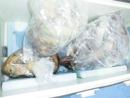 大進丸(愛知) 釣果