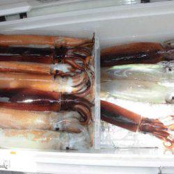 大進丸(愛知) 釣果