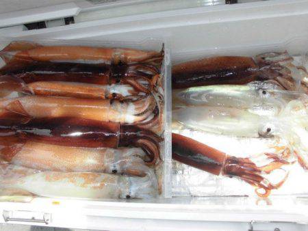 大進丸(愛知) 釣果