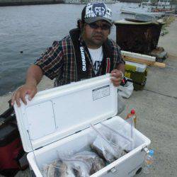 大進丸(愛知) 釣果