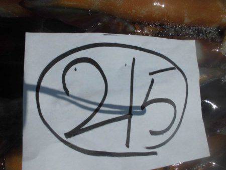 大進丸（愛知） 釣果