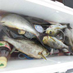 大進丸（愛知） 釣果