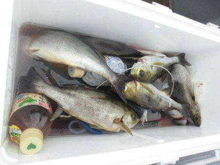 大進丸（愛知） 釣果