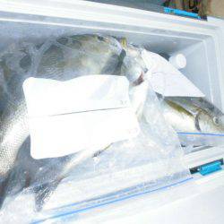 大進丸（愛知） 釣果