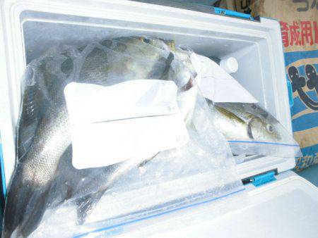 大進丸（愛知） 釣果