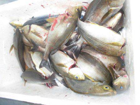 大進丸（愛知） 釣果