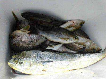 大進丸（愛知） 釣果