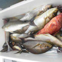 大進丸（愛知） 釣果